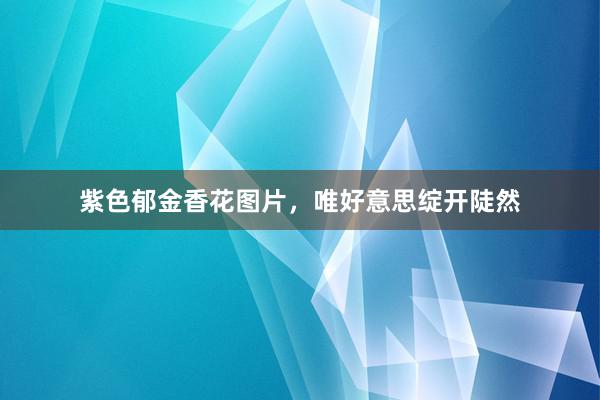 紫色郁金香花图片，唯好意思绽开陡然
