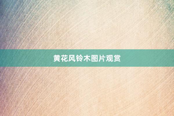 黄花风铃木图片观赏